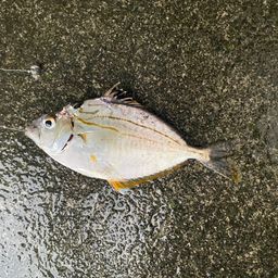 ヒイラギ