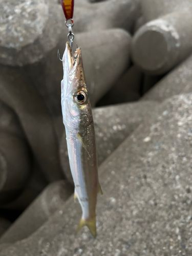 カマスの釣果