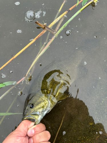 渡良瀬川下流