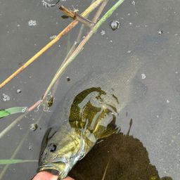 スモールマウスバス