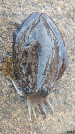 コウイカの釣果