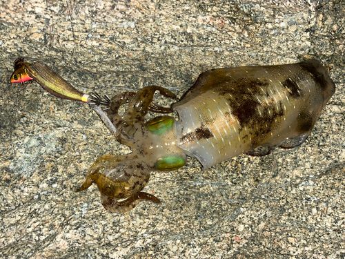 アオリイカの釣果