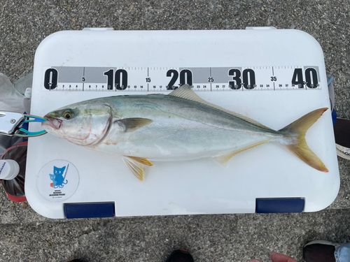 ハマチの釣果