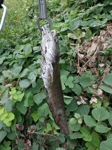 ナマズの釣果