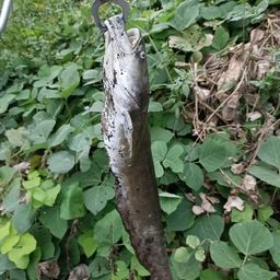 ナマズ