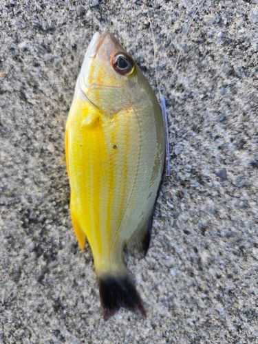 クロホシフエダイの釣果