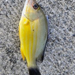 クロホシフエダイ