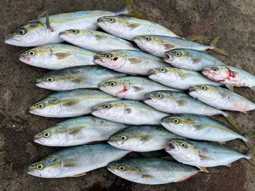 ワカシの釣果