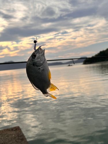 キビレの釣果