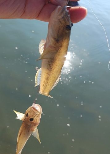 ハゼの釣果