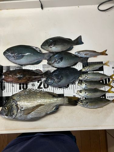 チヌの釣果