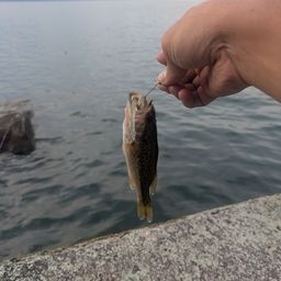 ブラックバス