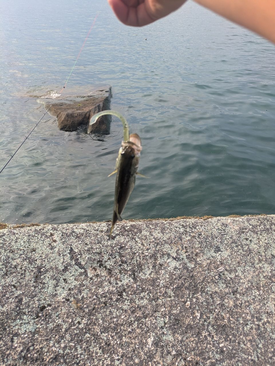ブラックバス