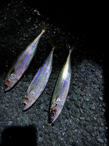 サバの釣果