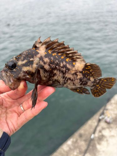 オウゴンムラソイの釣果