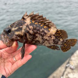 オウゴンムラソイ