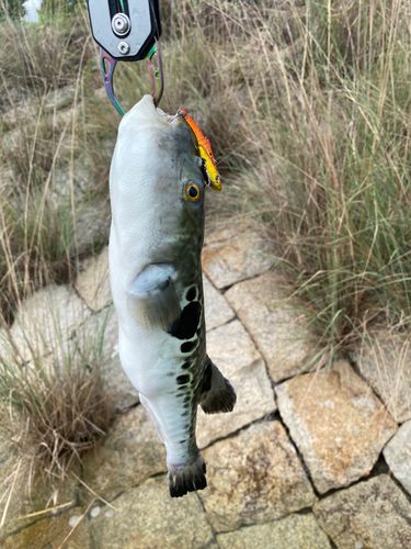トラフグの釣果