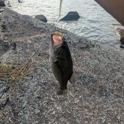 ブラックバス