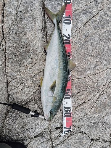 ワラサの釣果