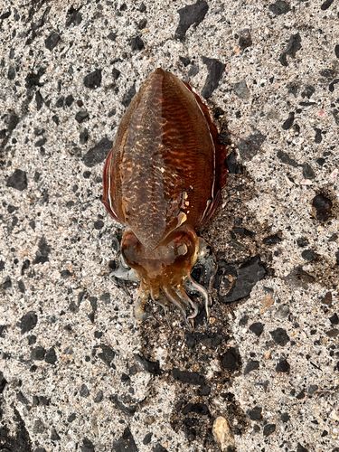 コウイカの釣果