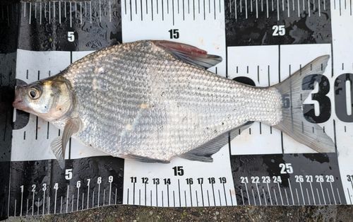 ダントウボウの釣果