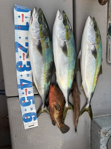 ハマチの釣果