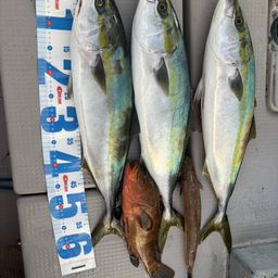 ハマチ