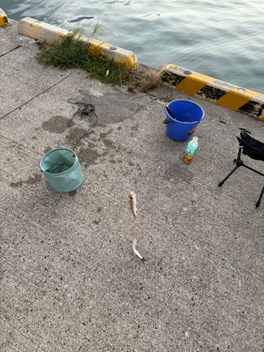 アカカマスの釣果