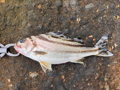 コトヒキの釣果