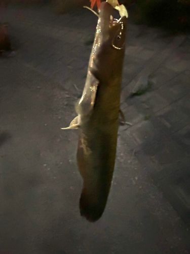 ナマズの釣果