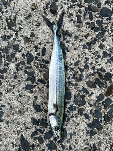 サゴシの釣果