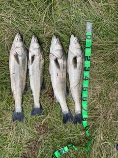 シーバスの釣果