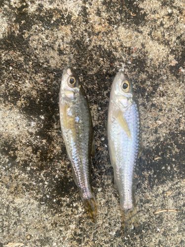 モツゴの釣果