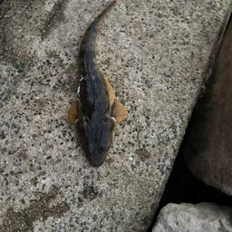 マゴチ