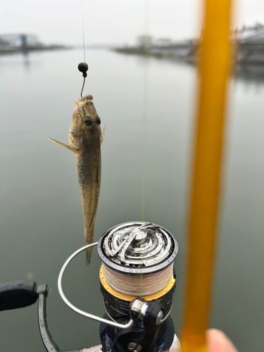 ハゼの釣果