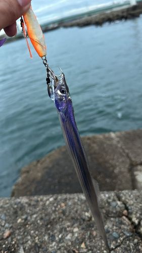 タチウオの釣果