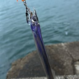タチウオ