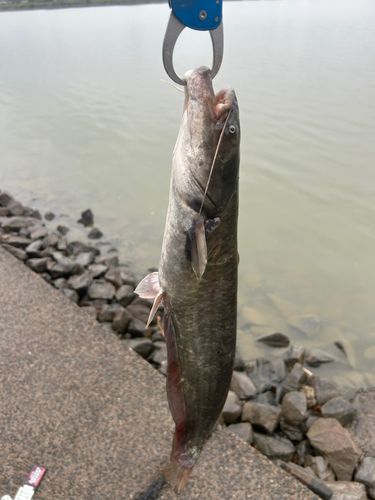 ナマズの釣果