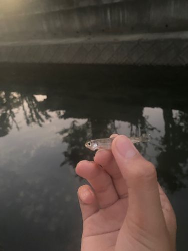 オイカワの釣果