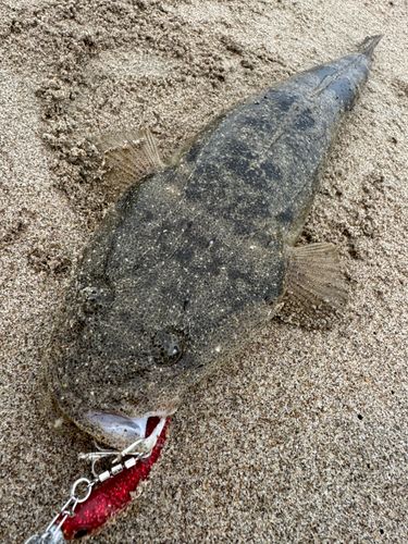 マゴチの釣果