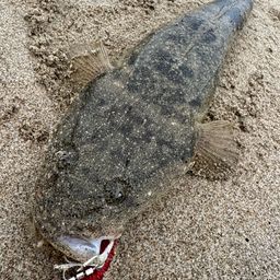 マゴチ