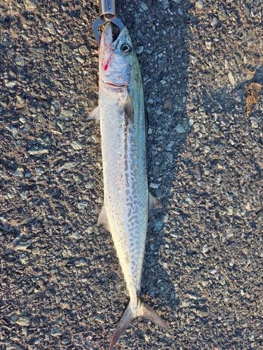 サゴシの釣果