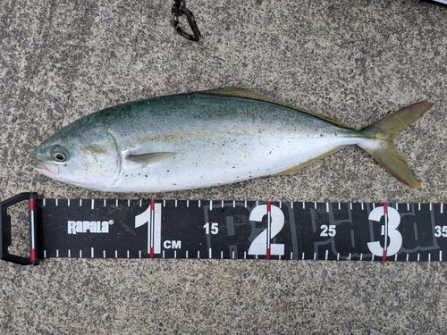 ワカシの釣果