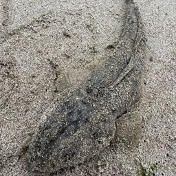 マゴチ