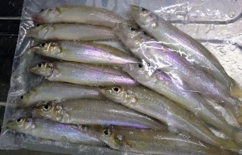 キスの釣果
