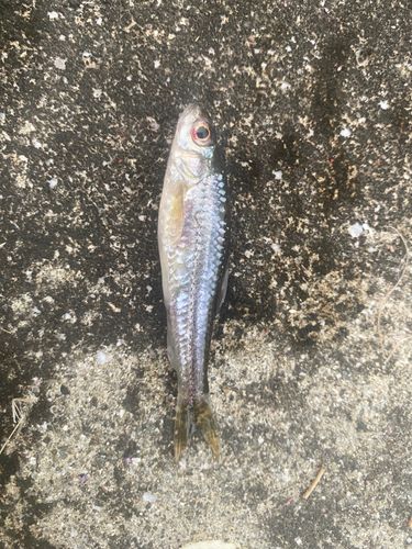 オイカワの釣果