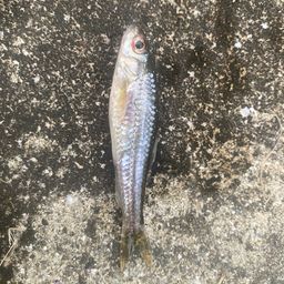 オイカワ