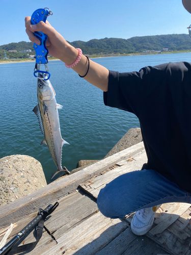 アカカマスの釣果