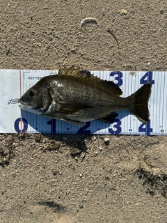 チヌの釣果