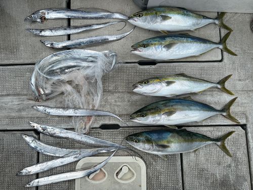 メジロの釣果